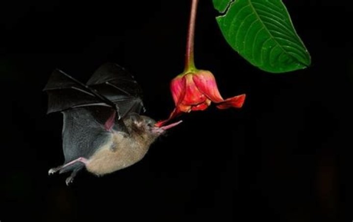 Are bats friendly to humans?