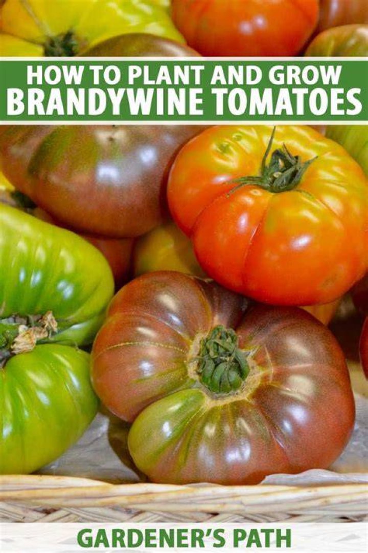 Are Brandywine tomatoes hard to grow?