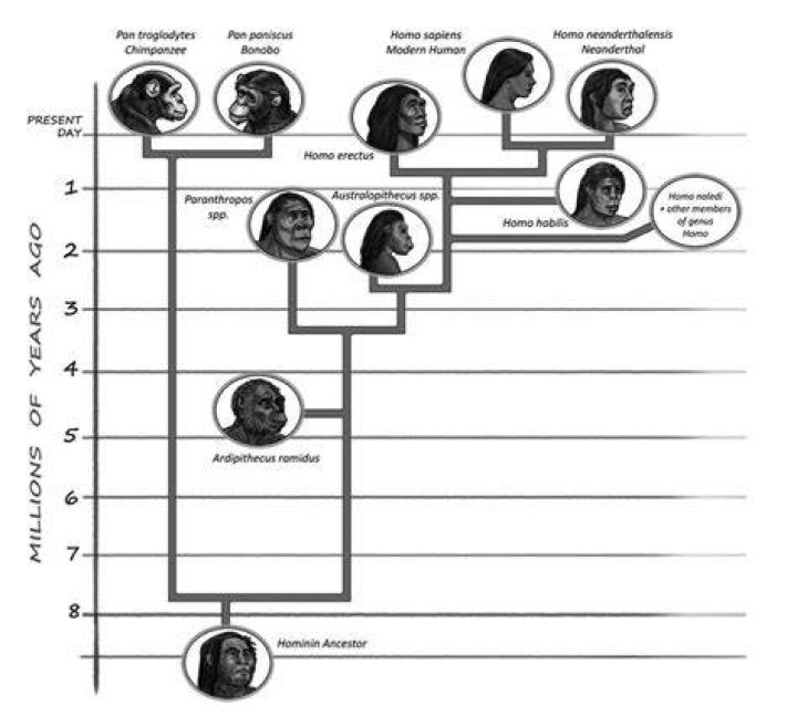 Are humans and Forerunners related?