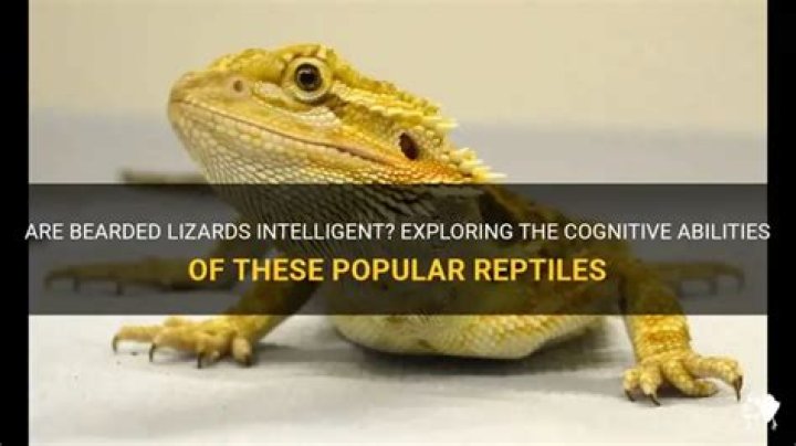 Are lizards smart?