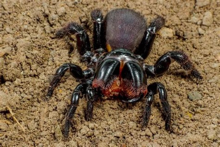 Are mirror spiders poisonous?