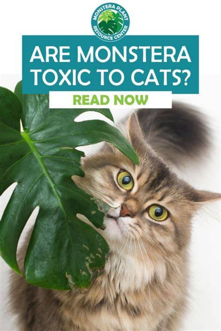 Are monstera toxic to cats?