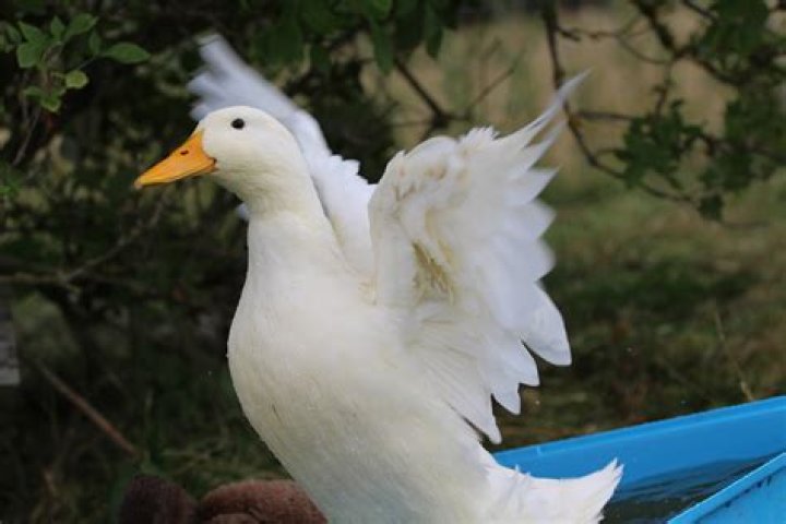 Are Pekin ducks friendly?