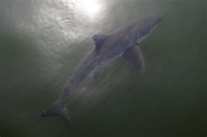 Are sharks afraid of light?