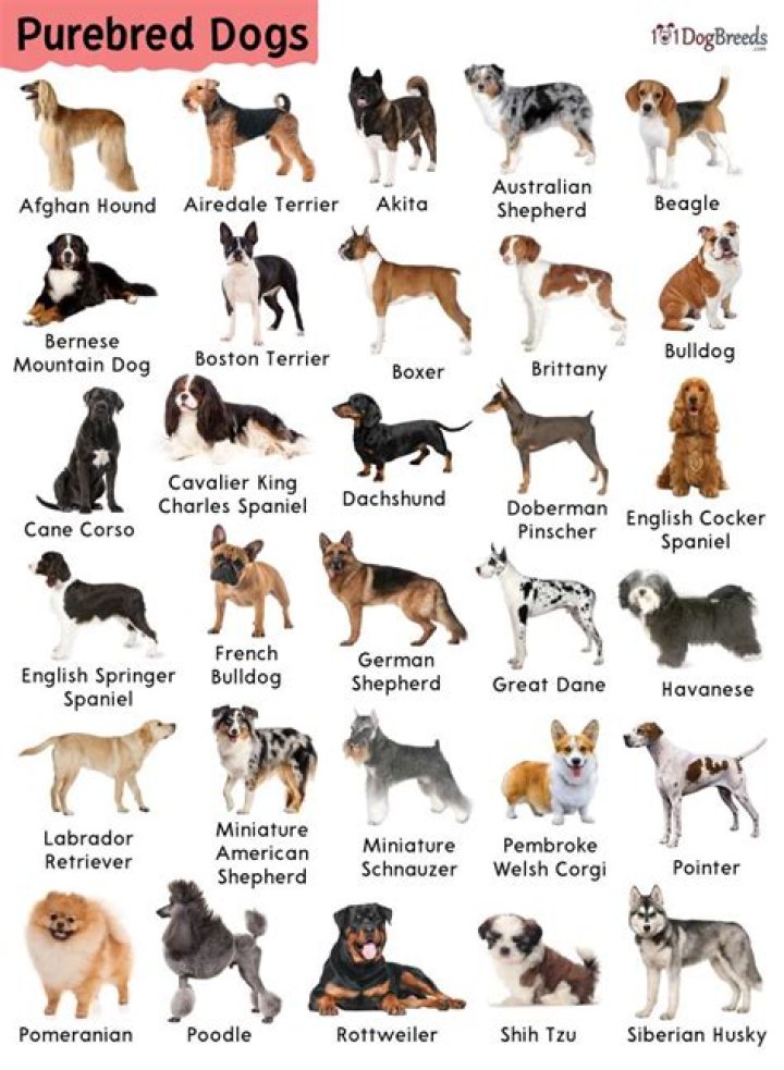 Are there any pure bred dogs?