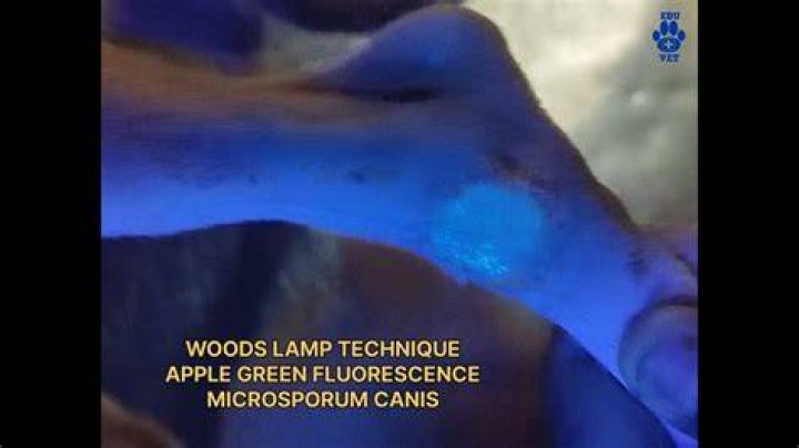 Can a black light detect fungus?