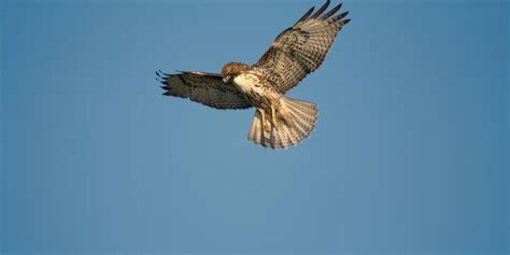 Can a hawk steal a baby?