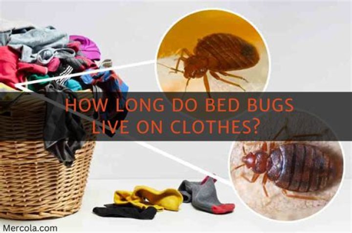 Can bed bugs live on towels?