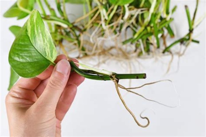 Can cuttings be too long?