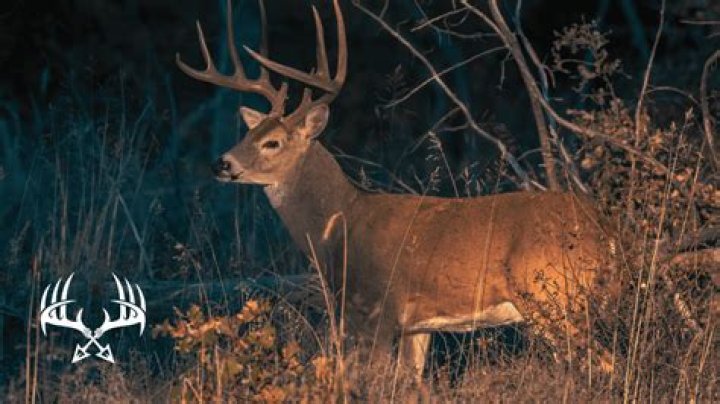 Can deer see in the dark?