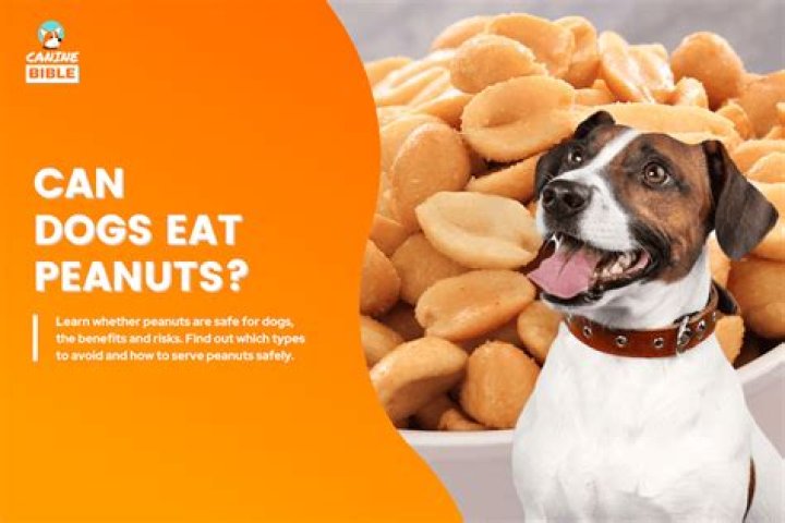 Can dogs eat peanuts?