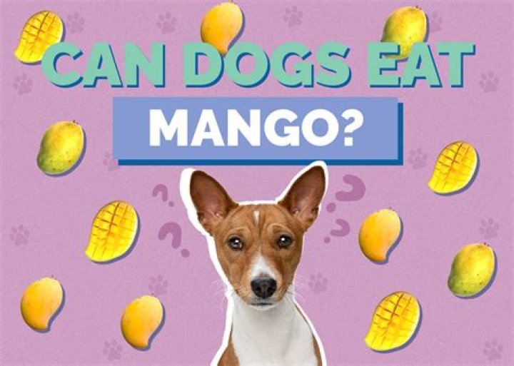 Can dogs have mango?