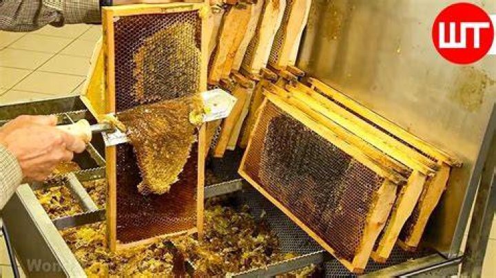 Can honey grow mold?