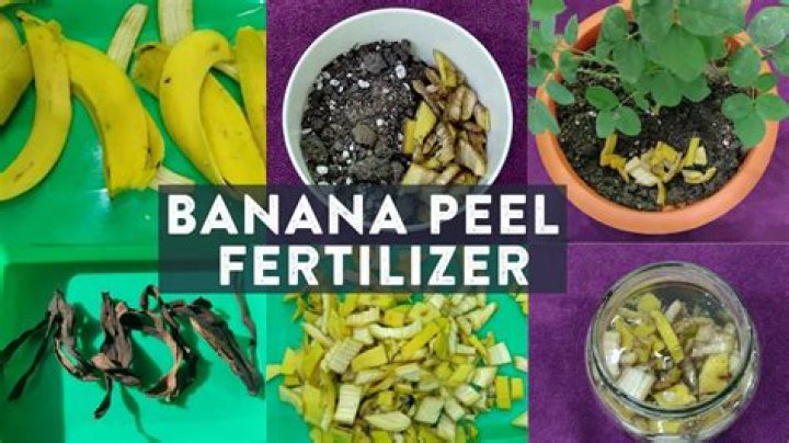 Can I boil banana peels for plants?