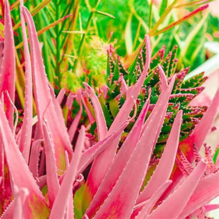 Can I eat pink aloe vera?