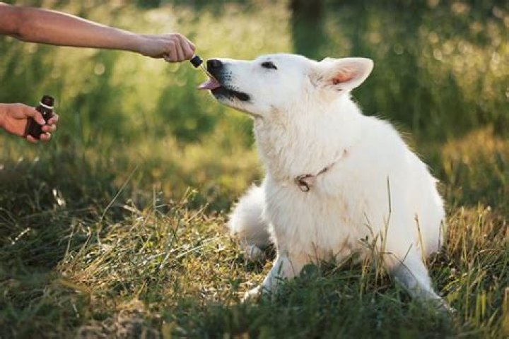 Can I give my dog antacid for gas?