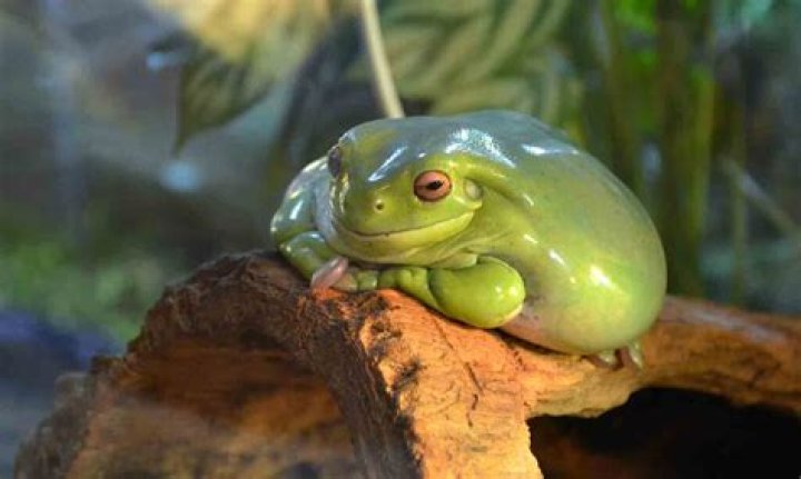 Can I have a frog in college?