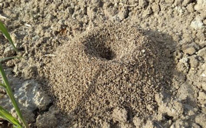 Can I pour bleach on an ant hill?