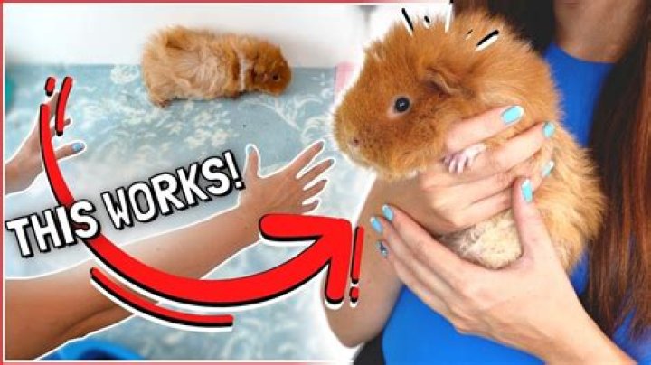 Can I put my guinea pig on my lap?