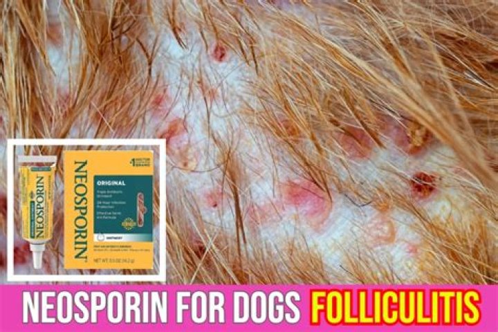 Can I use Neosporin on my dog's wound?