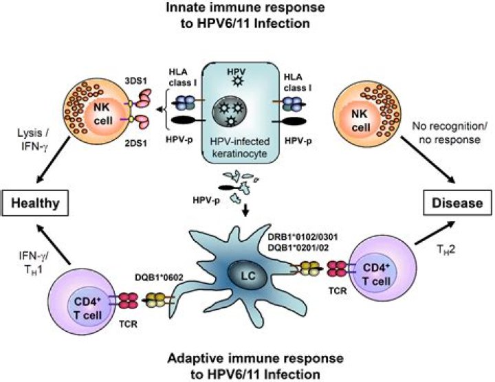 Can immune system fight HPV?