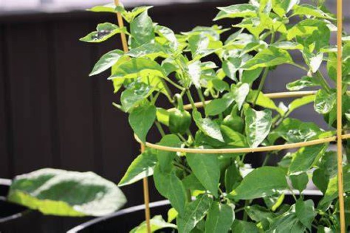 Do bell peppers need a trellis?