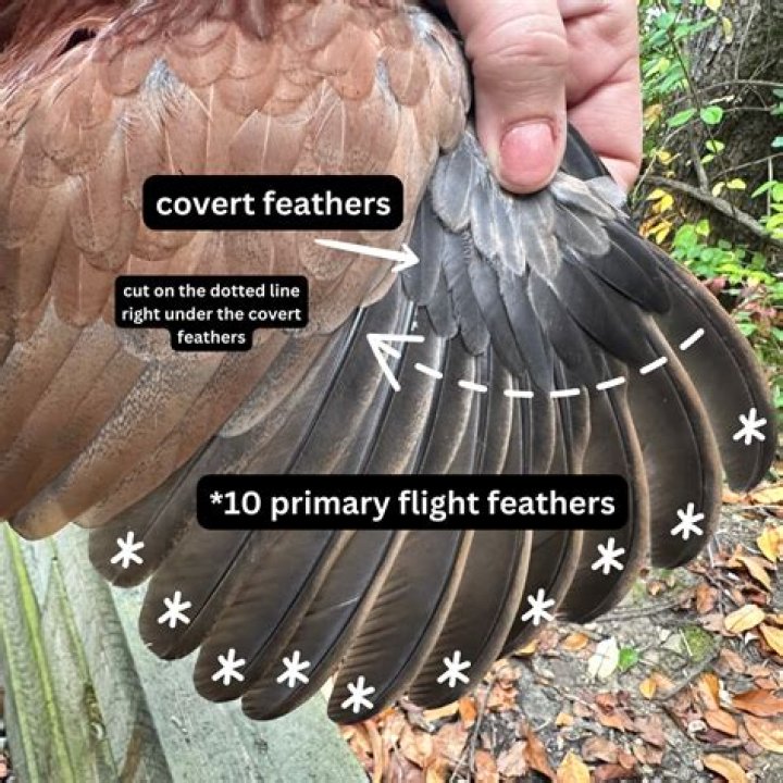 Do bird feathers have mites?