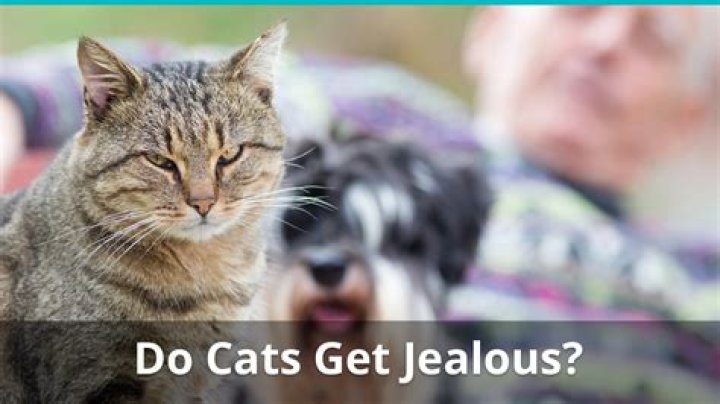 Do cats get jealous over humans?