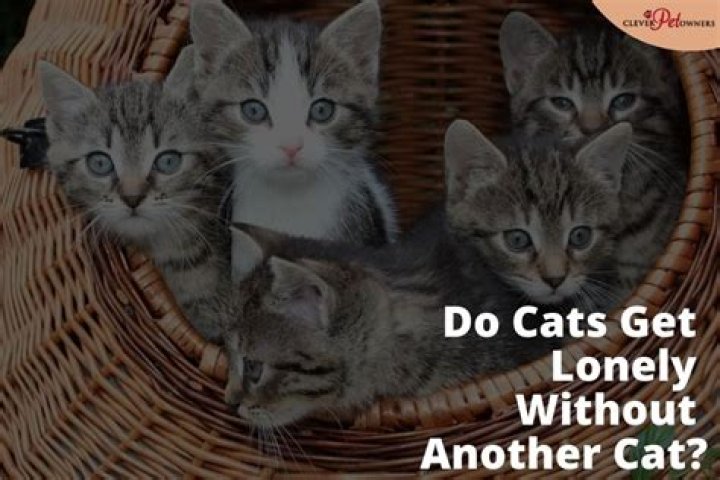 Do cats get lonely by themselves?