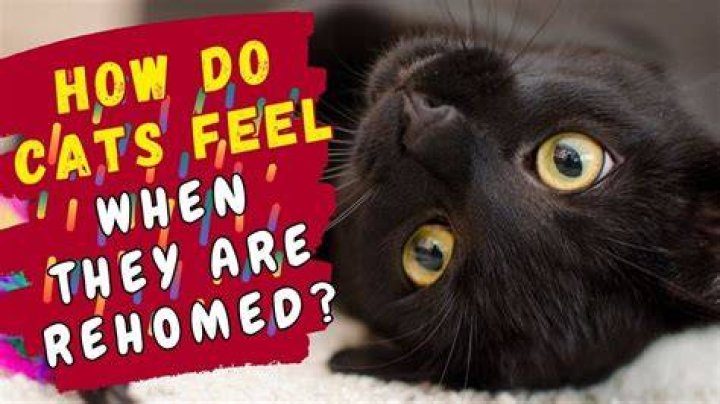 Do cats get sad if you give them away?