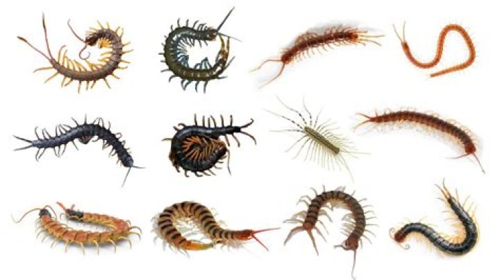Do centipedes multiply?