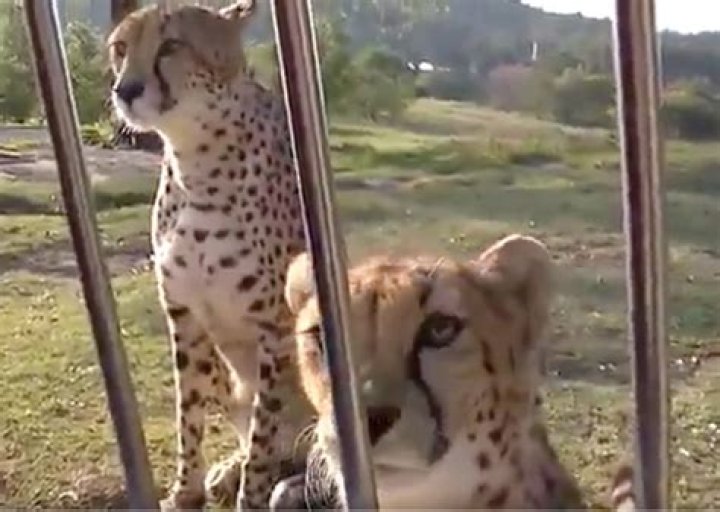 Do cheetahs meow like cats?