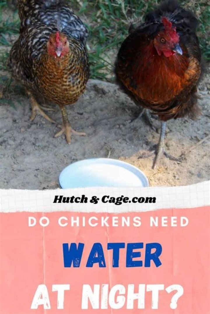 Do chickens need water?