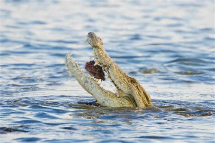 Do crocs eat other crocs?