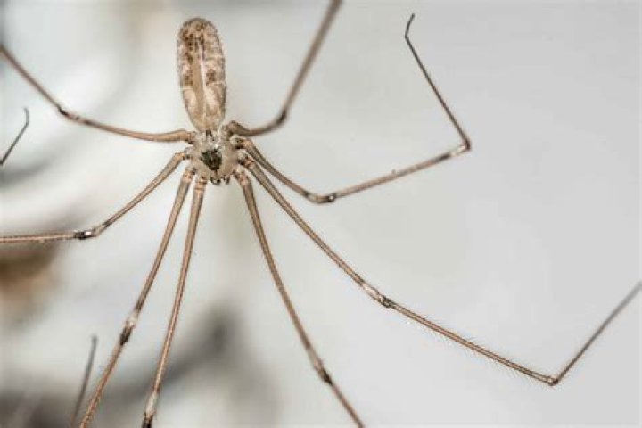 Do Daddy Long Legs drink water?