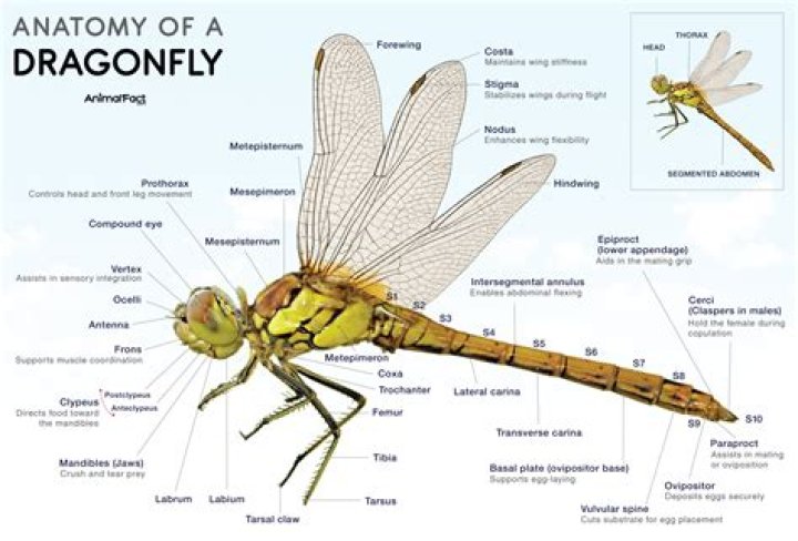 Do dragonflies have 8 eyes?