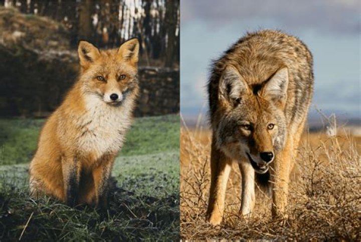 Do foxes and coyotes live together?