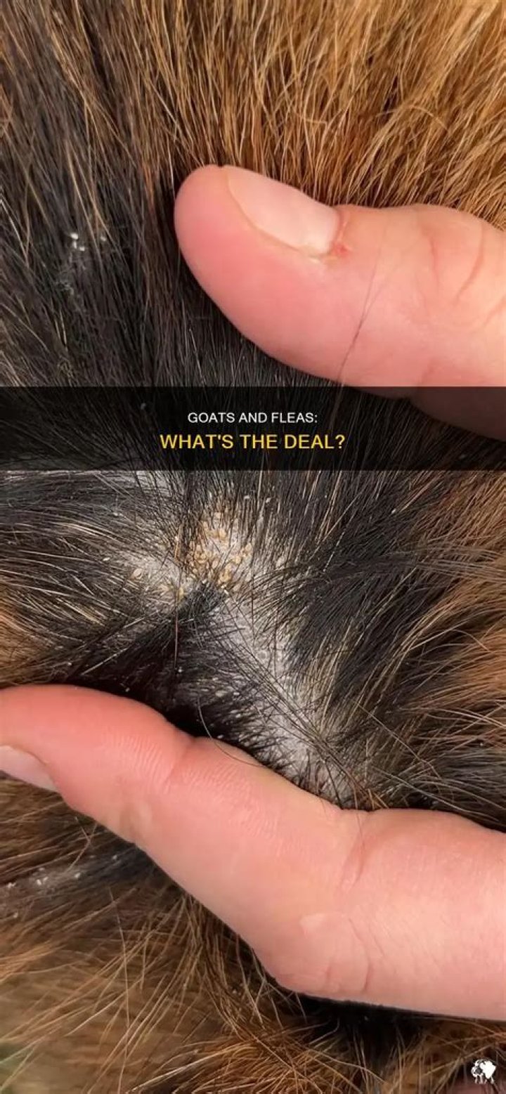 Do goats get fleas?