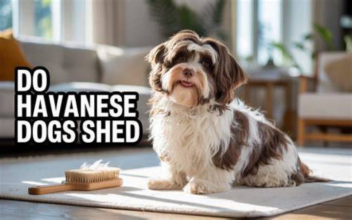Do Havanese dogs shed?