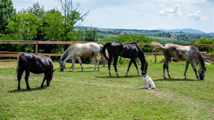 Do horses and dogs get along?