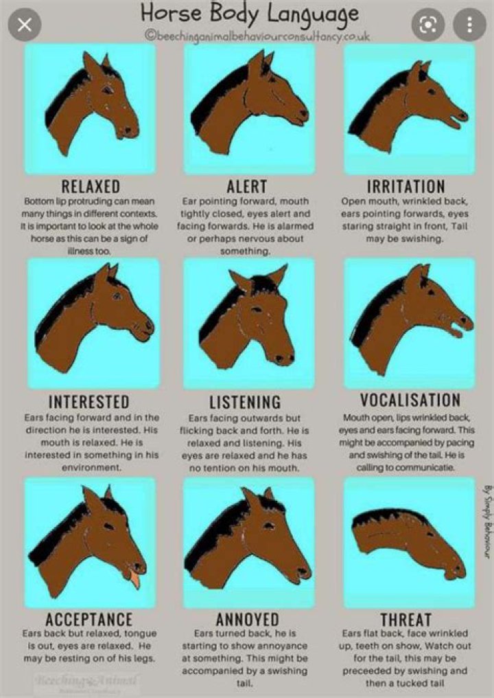 Do horses feel guilt?