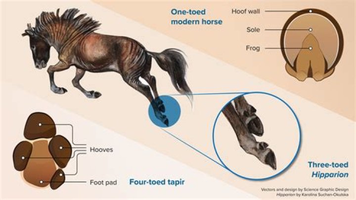 Do horses like being raced?