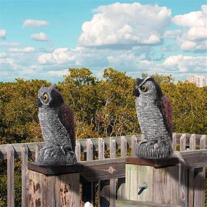Do owl statues work for rats?