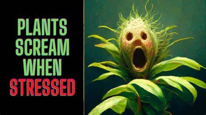 Do plants really scream?