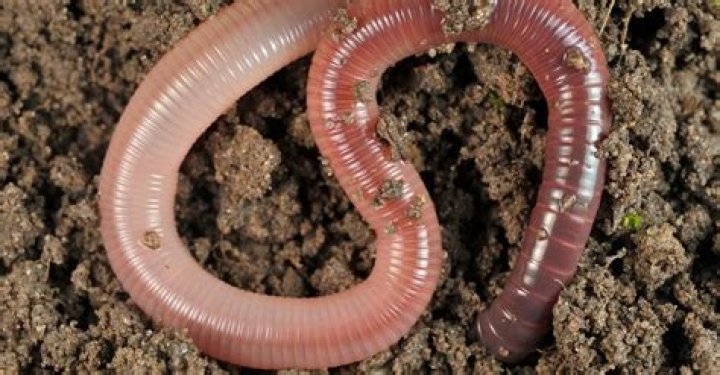 Do worms have teeth?