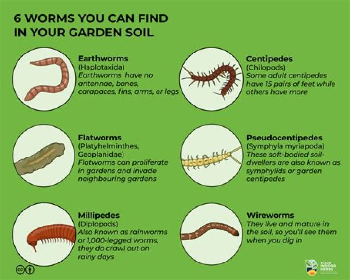 Do worms like clay soil?