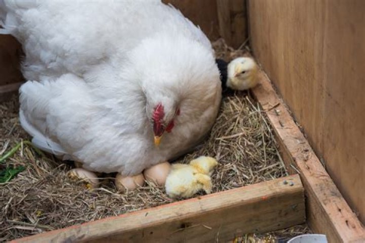 Do you have to let chickens out every day?
