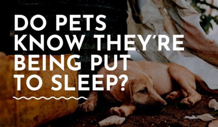 Does a dog know when he is being put to sleep?