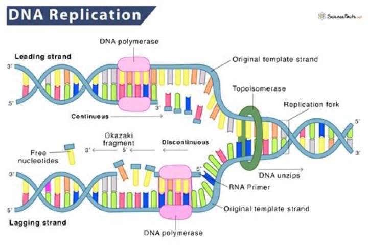 Does DNA replicate before prophase 1?
