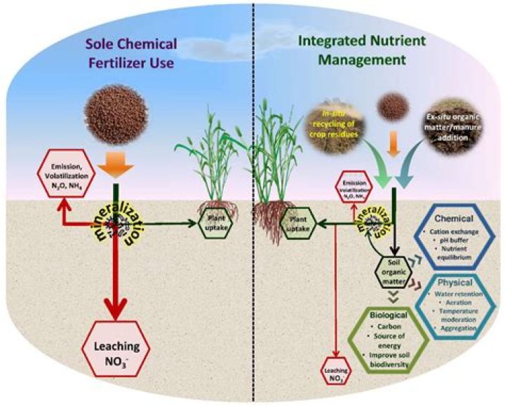 Does fertilizer make fungus worse?